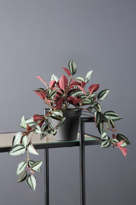 Artificial Violet Trailing Wandering Dude